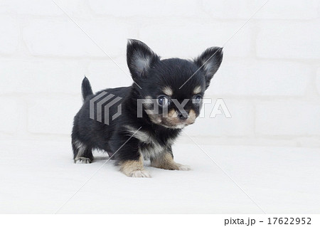 可愛い顔したチワワの仔犬の写真素材
