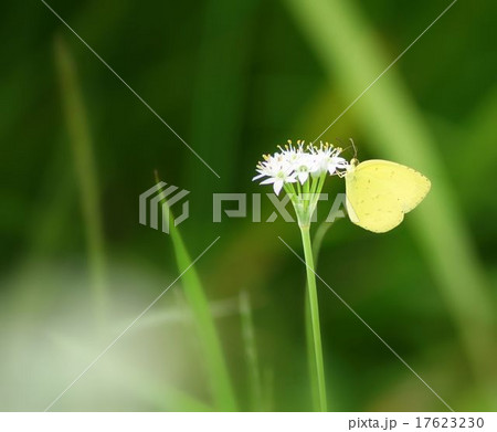 花とチョウ 花とチョウ 17623230