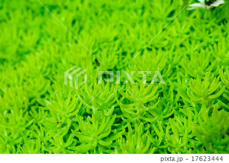 green plant background green plant background 17623444