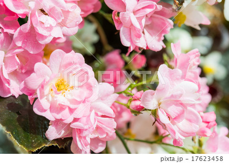 Background of bouquet of pink blooming rose bush Background of bouquet of pink blooming rose bush 17623458