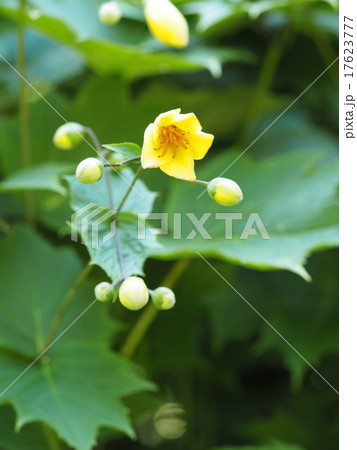 キレンゲショウマ キレンゲショウマ 17623777