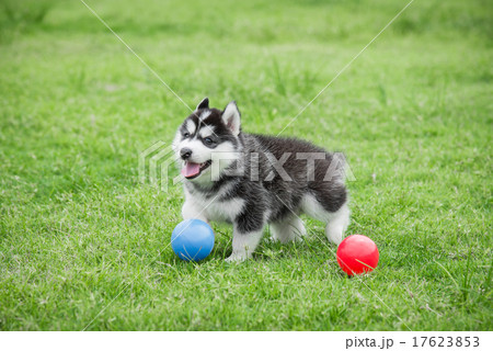 Cute siberian husky puppy playing ball 17623853