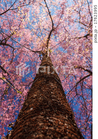 Cherry Blossom 17623995