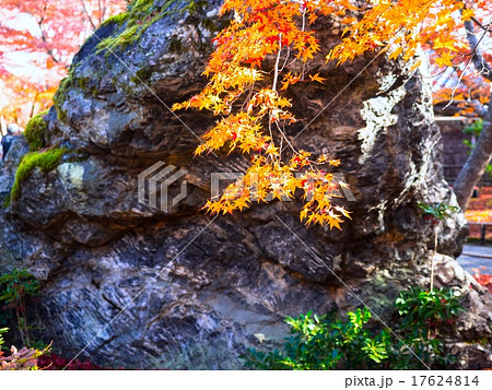 宝厳院 獅子吼の庭 宝厳院 獅子吼の庭 17624814