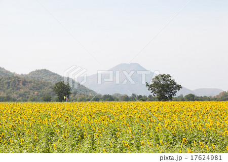 sunflower fields sunflower fields 17624981