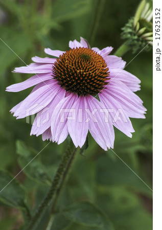 エキナセアの花 17625152