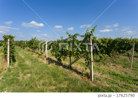 Vineyards under Palava. Czech Republic Vineyards under Palava. Czech Republic 17625790