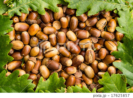 Acorn Nuts 17625857