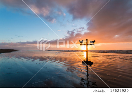 Beach Cross Sheep 17625929