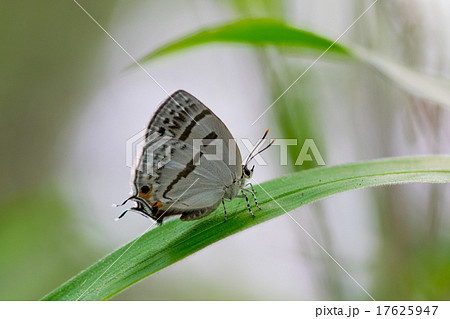 ミズイロオナガシジミ 17625947