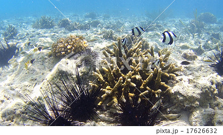 熱帯魚　珊瑚礁　ウニ　水中撮影　フィリピン 17626632