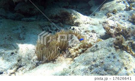 イソギンチャク　熱帯魚　小魚　水中撮影　フィリピン 17626641