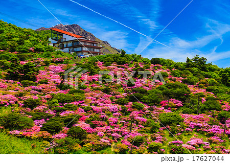 仁田峠のミヤマキリシマ　普賢岳、平成新山を望む 17627044