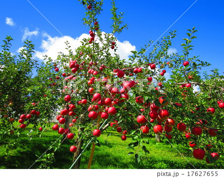 リンゴの木 17627655