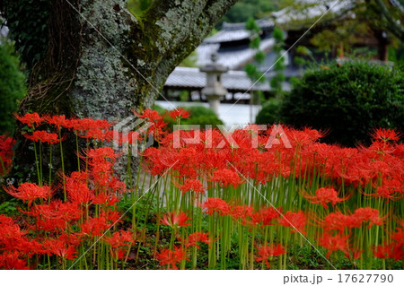 彼岸花と世尊寺（奈良県吉野郡大淀町） 17627790