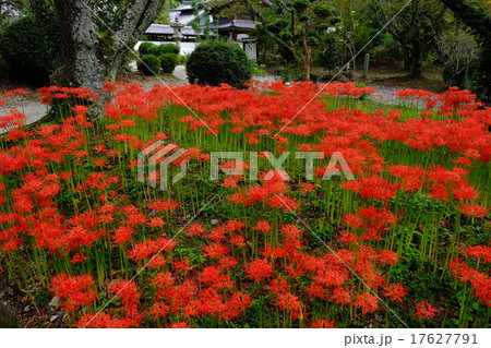 彼岸花と世尊寺(奈良県吉野郡大淀町) 彼岸花と世尊寺(奈良県吉野郡大淀町) 17627791