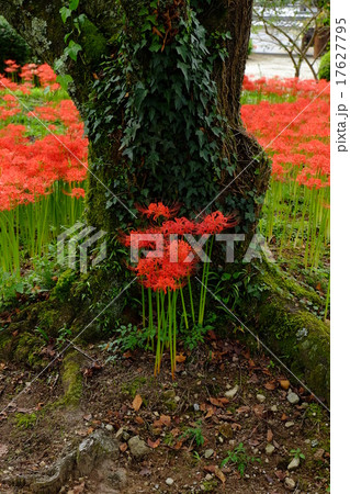 彼岸花と世尊寺（奈良県吉野郡大淀町） 17627795