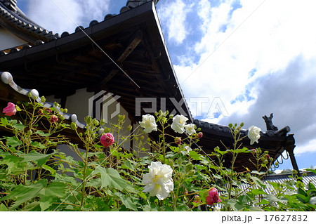 世尊寺の芙蓉（奈良県吉野郡大淀町） 17627832