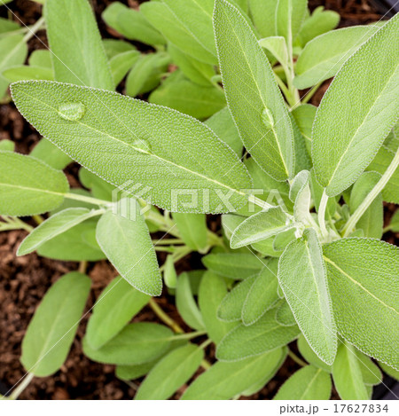 Alternative mediterranean medicinal plants 17627834