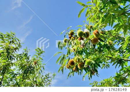 収穫時期の栗の林と秋空のコピースペース 17628149
