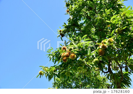 収穫時期の栗の林と秋空のコピースペース 17628160