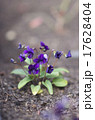 花 17628404