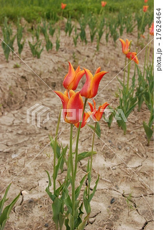 オレンジ色のチューリップ（富山県砺波市） 17628464