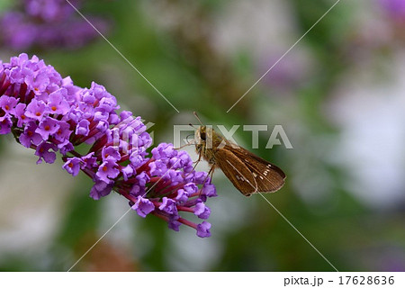 イチモンジセセリとブッドレア イチモンジセセリとブッドレア 17628636