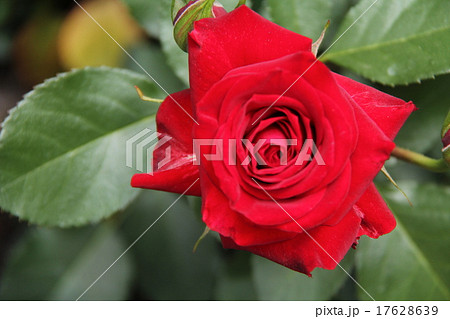 真紅のバラ 17628639
