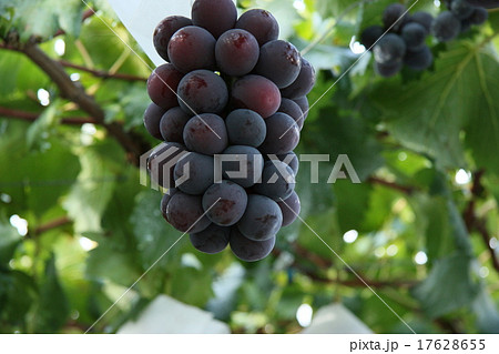 ぶどう ぶどう 17628655