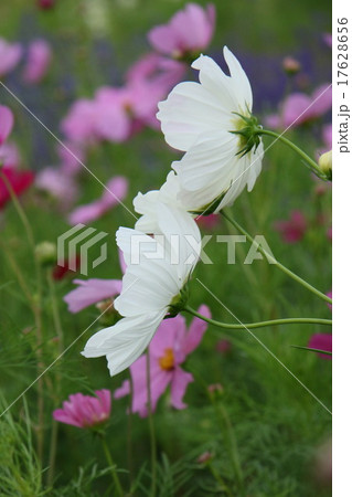 コスモス 17628656