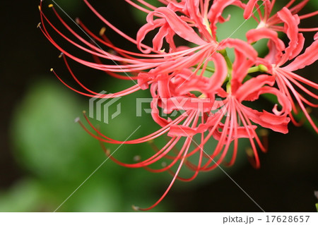 彼岸花 17628657