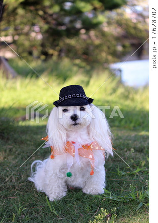 ハロウィンスタイルのマルチーズ ハロウィンスタイルのマルチーズ 17628702