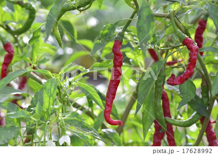 唐辛子 17628992