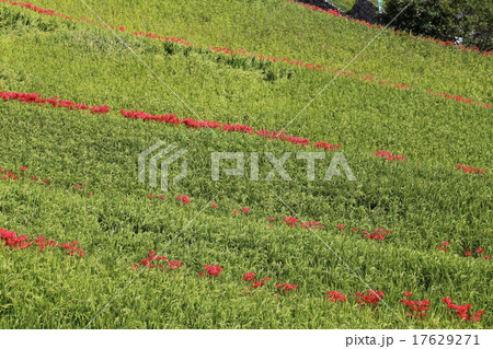 棚田と彼岸花の写真 17629271