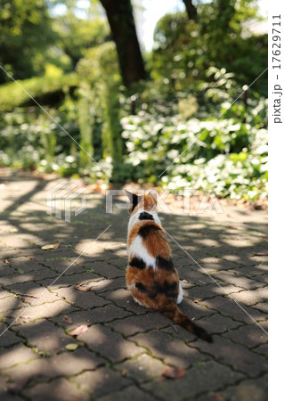 三毛猫 17629711