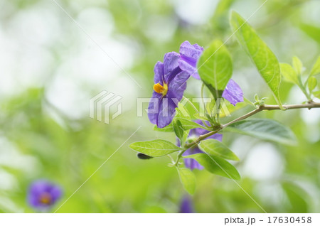 ソラナム・ラントネッティー ソラナム・ラントネッティー 17630458