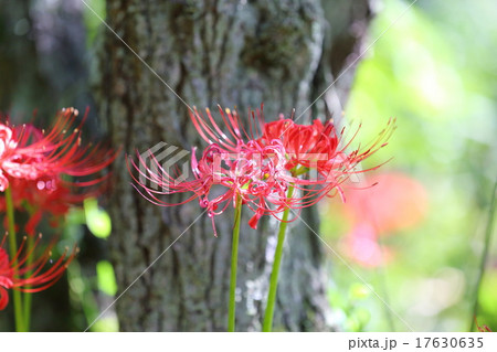 想うはあなた一人 17630635