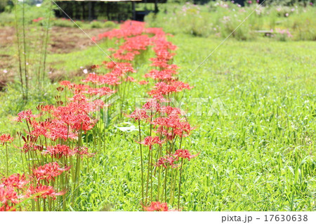 天上の花 17630638