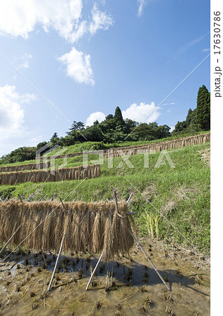 はぜかけの風景 はぜかけの風景 17630786