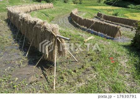 はぜかけの風景 17630791