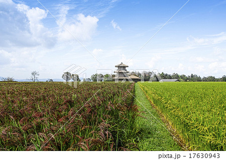鞠智城跡の八角形鼓楼と赤米 17630943