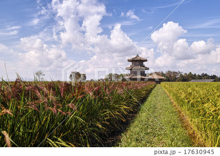 鞠智城跡の八角形鼓楼と赤米 17630945