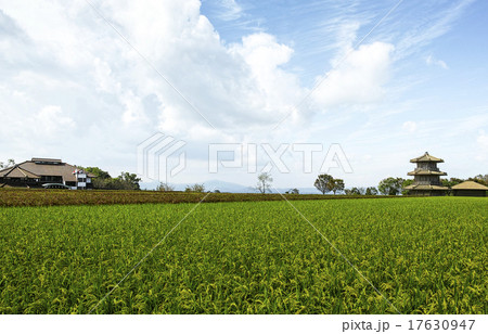鞠智城跡の八角形鼓楼と赤米 17630947