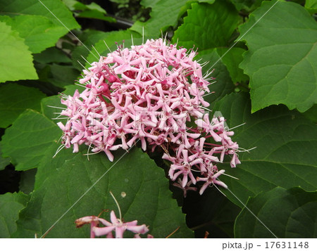 枝先に紅色の蕾がぎっしりついて、ドーム形の花が咲くボタンクサギの花。 枝先に紅色の蕾がぎっしりついて、ドーム形の花が咲くボタンクサギの花。 17631148