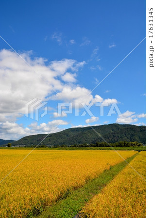 秋の実り (2) 17631345