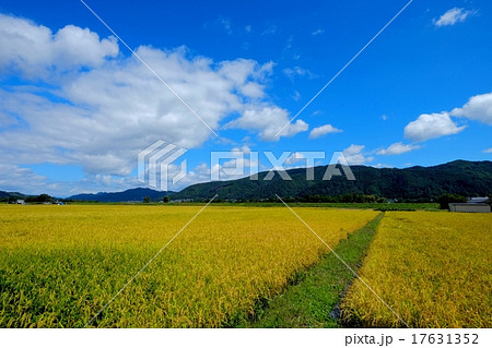 秋の実り (9) 17631352