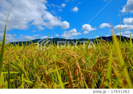 秋の実り (19) 秋の実り (19) 17631362