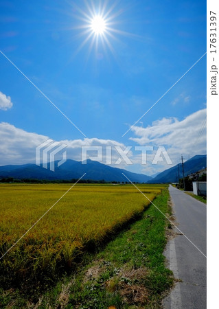 秋の実り (49) 17631397