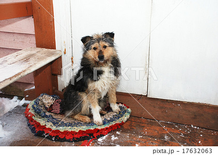 dog sitting on the porch on the mat 17632063